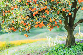 Fruit Tree